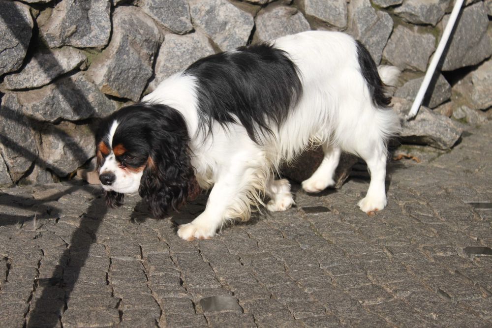 Хлопчик Кавалер Кінг Чарльз Спаніель триколор