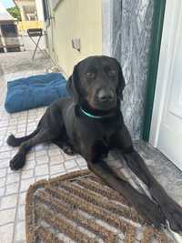 Labrador de 2 anos