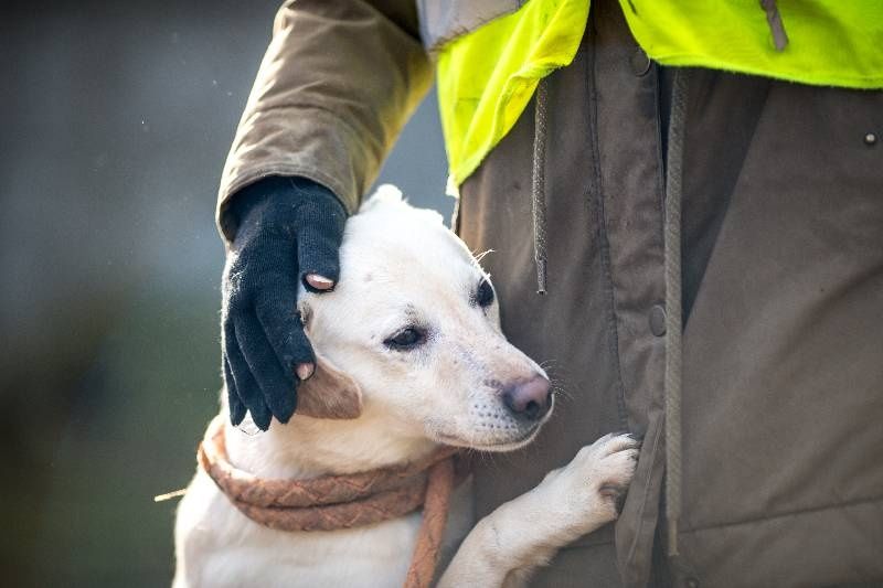 Lucek do adopcji z Łodzi