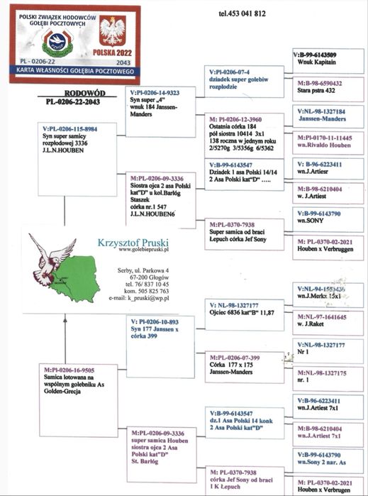 Gołębie pocztowe Krzysztof Pruski Houben