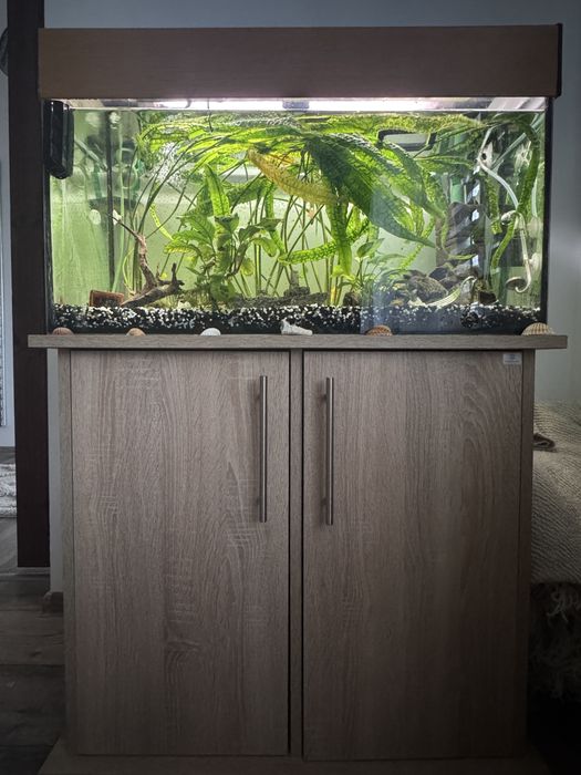 Akwarium z pełnym wyposażeniem + rybki + rośliny