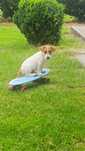 Jack Russell terrier