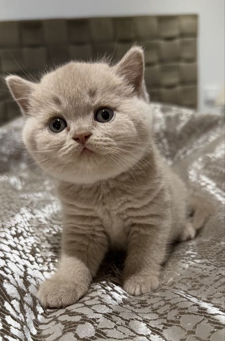 Fêmea British Shorthair  com LOP