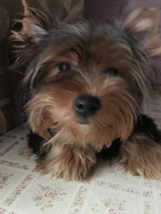 Сука йоркширського тер‘єра