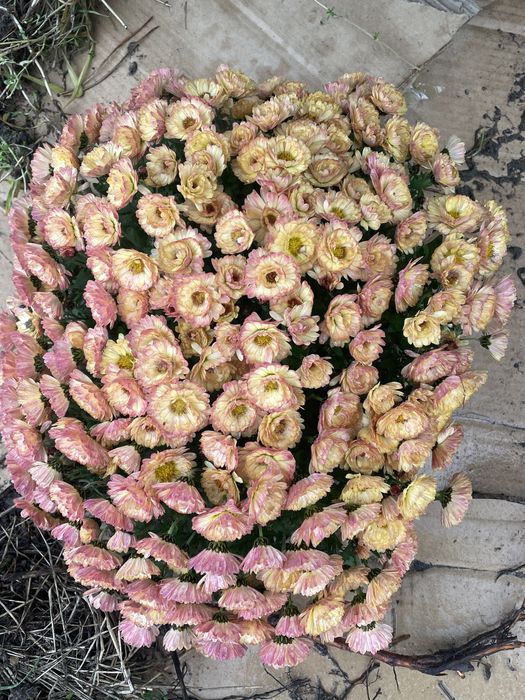 Chryzantemy zimujące w gruncie mix od 15 zł sadzonki