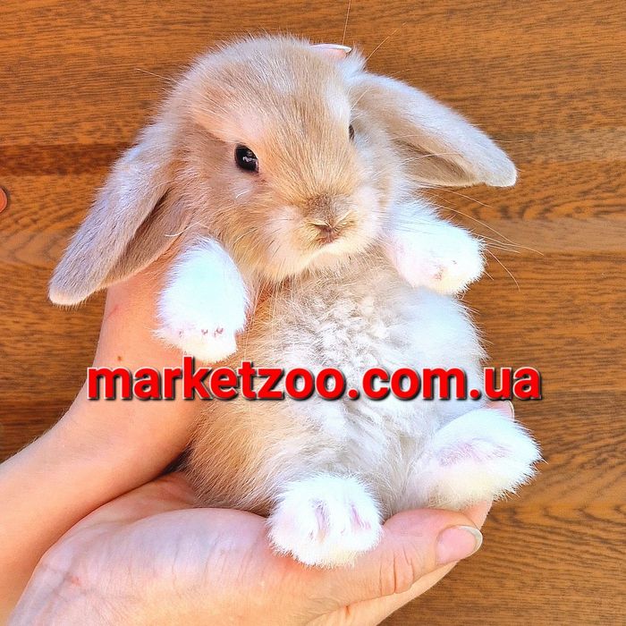Мини мiнi mini lop кролик карликовые кролики вислоухий баранчик
