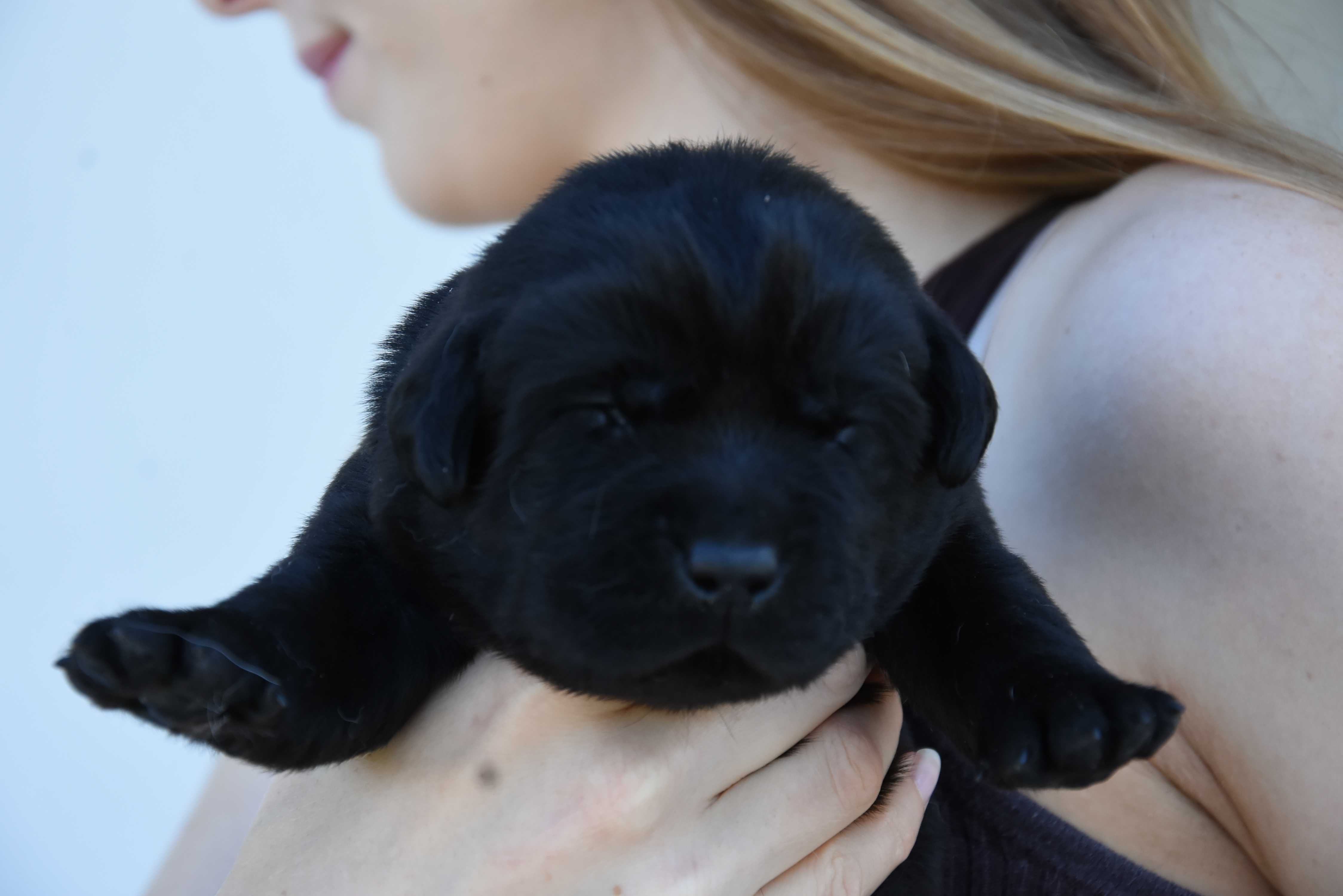 Labrador retriever z metryką ZKwP(FCI)