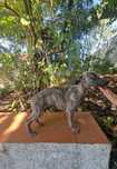 Galguinho/a Whippet Tigrado/a