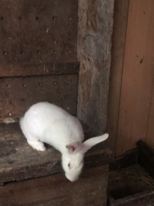 Coelho Branco Caseiro