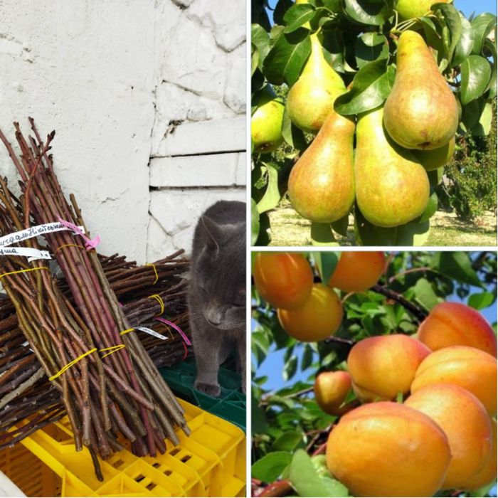 Черенки, живці, чубуки плодових дерев, ожини, смородини, винограда