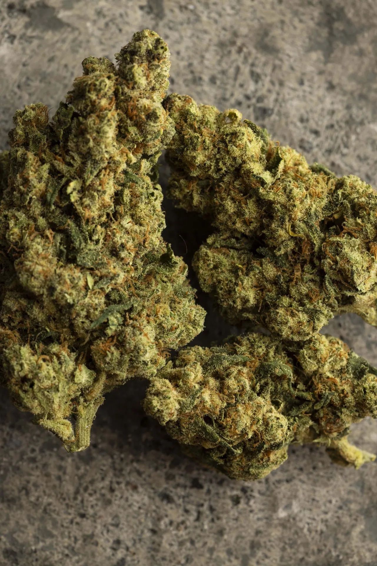 Susz konopny Cbd cbda thc:p