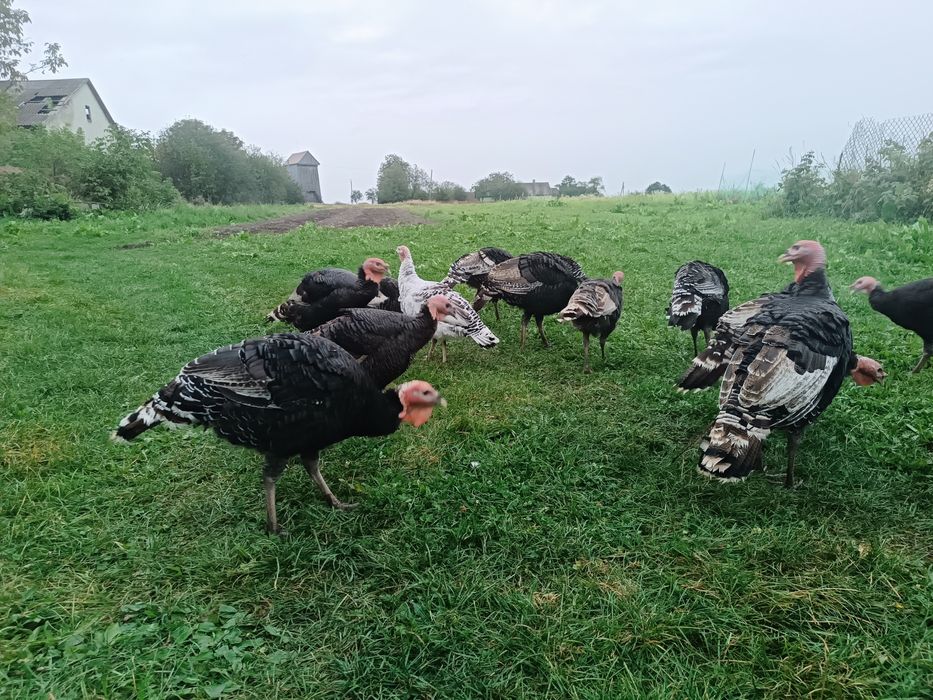 Продам молоді індики