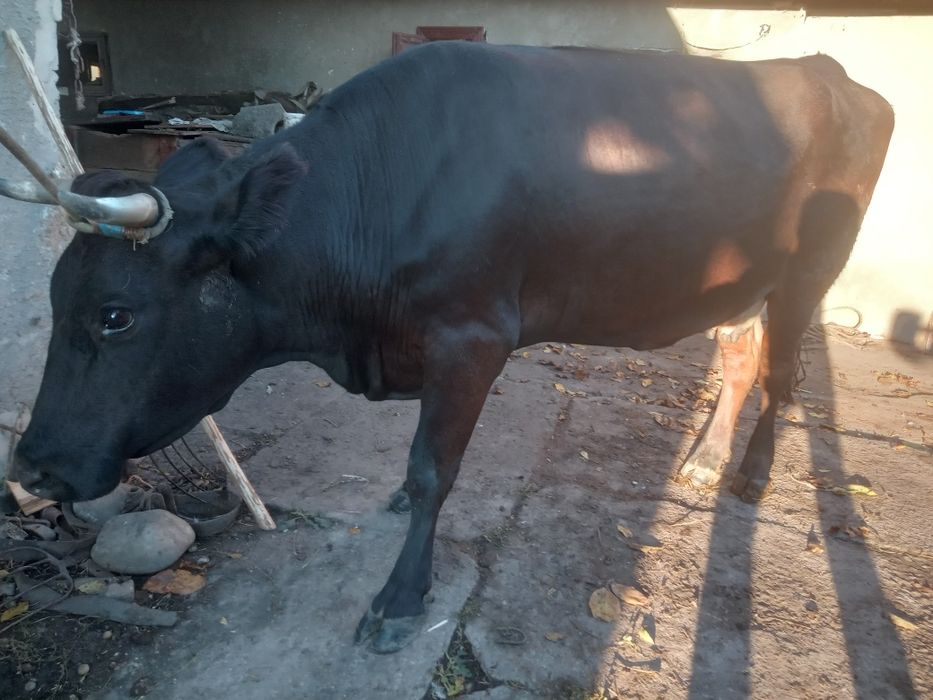 Продам добру молоду корову