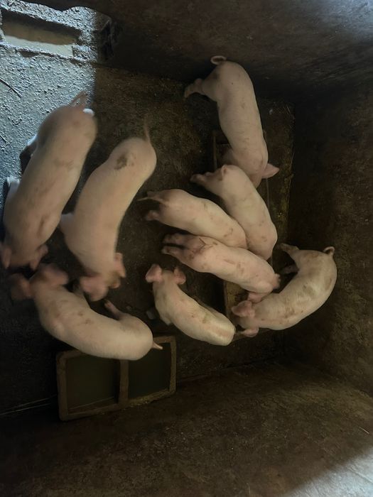 Leitões bisaros.