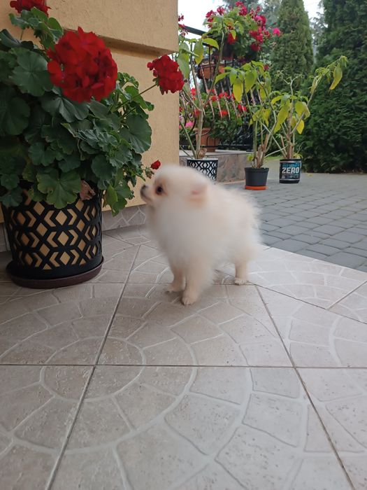 Szczeniak Szpic Pomeranian miniaturowych (chłopak)
