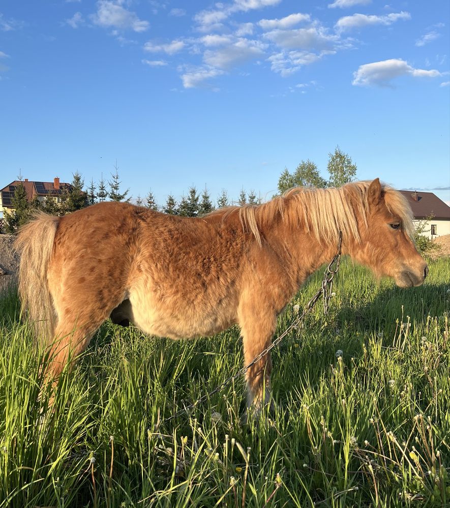 Kucyk konik wykastrowany