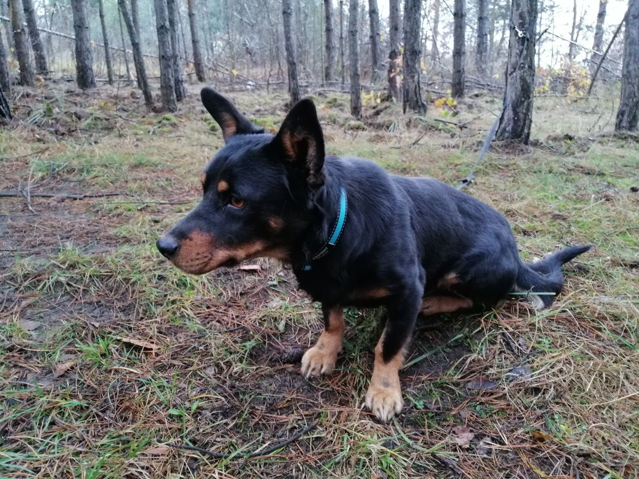 ROGAL młody spokojny piesek poleca się do adopcji