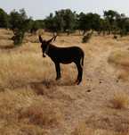 Burrinho macho com 4 meses