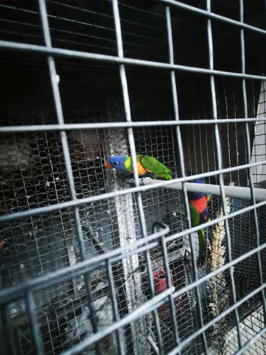 Loris molucanos 2025