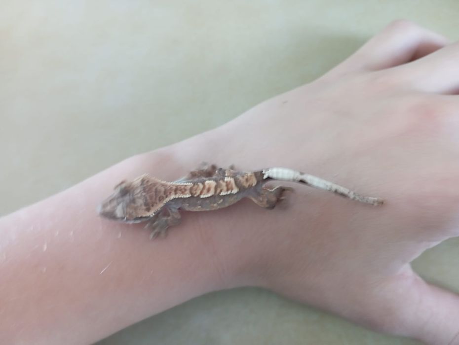 Sprzedam gekona orzęsionego.