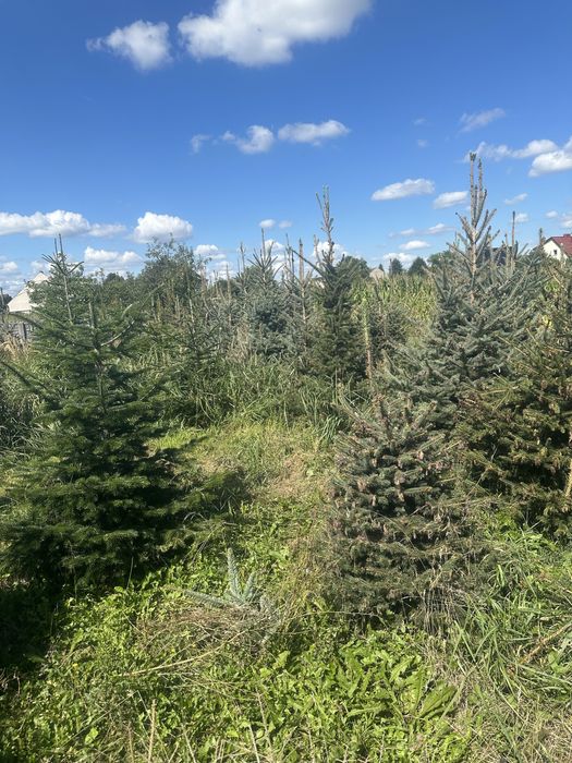 Choinki  Drzewo świerk jodła z gruntu