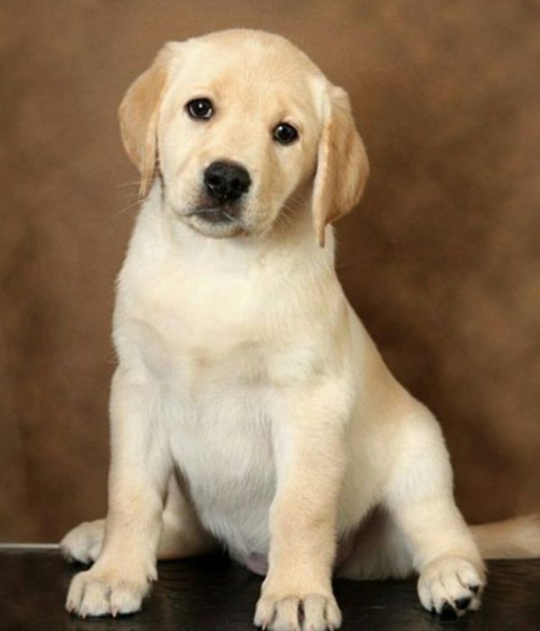 Мишки Лабрадор Ретривер щенки питомника с Доставкой оплата по факту