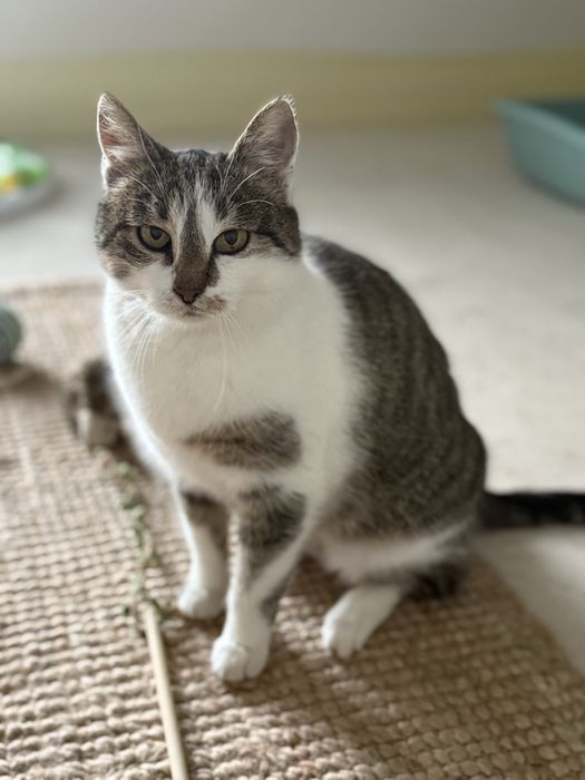 Słodka Śliwka szuka domu