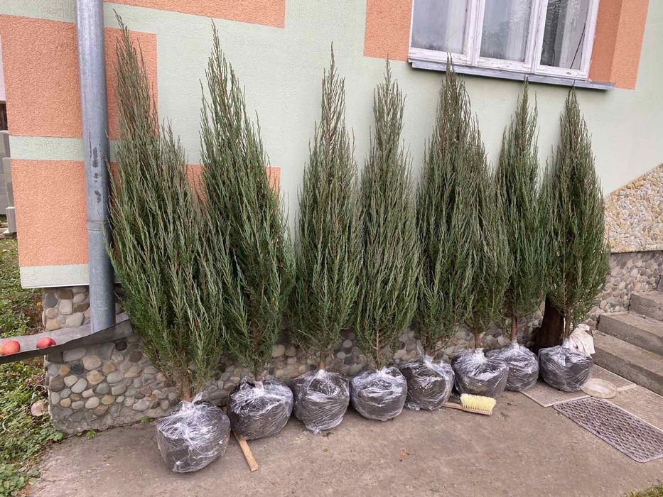 Смарагд голд-широкий вибір-є опт