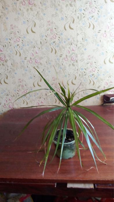 Кімнатні рослини драцени маргіната