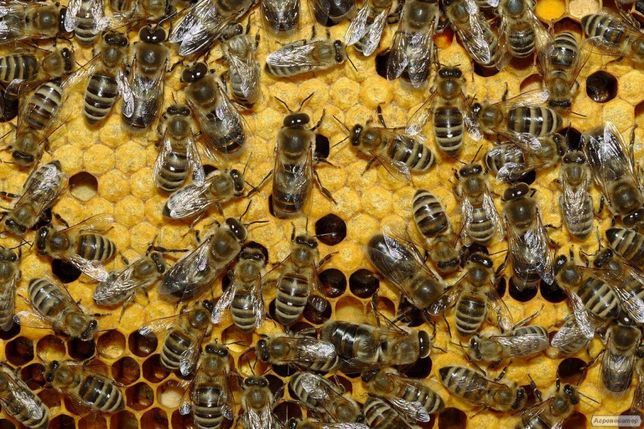 Бджолопакети Карніка 2022
