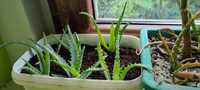 Aloes drzewiasty leczniczy