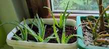 Aloes drzewiasty leczniczy