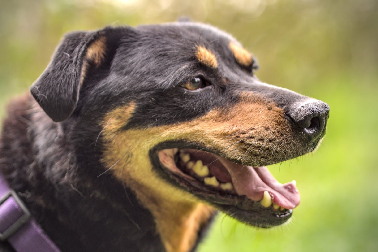 Mini rottweiler Snapi :)