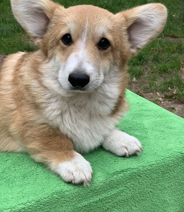 Rudy corgi chłopiec