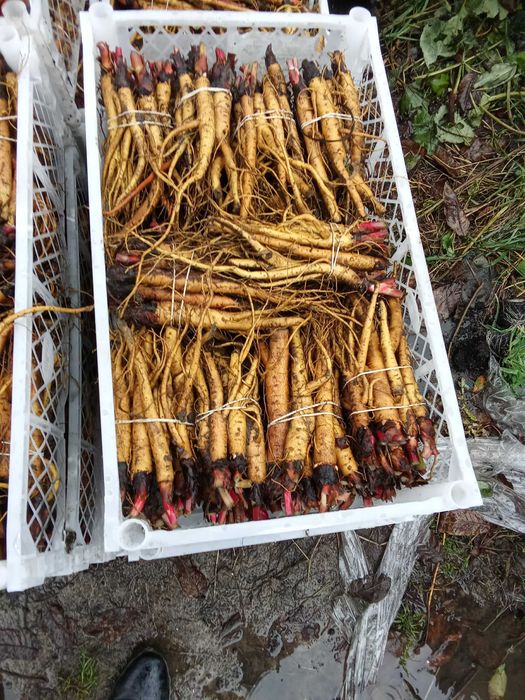 Rabarbar malinowy Lider