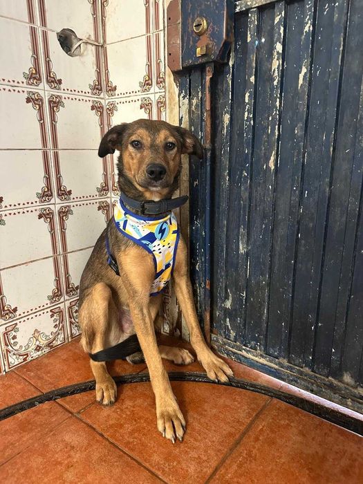 Cão jovem para adoção responsável