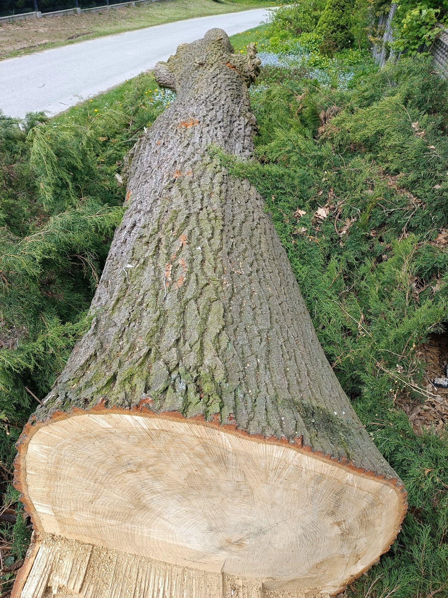 Pień kłoda dębowa