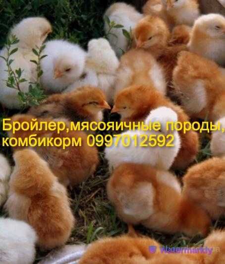 Cуточные цыплята Мясояичных пород  Песочин Харьков