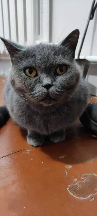 Безкоштовно. Рівне. Киця шукає дім. Чистокровна британка