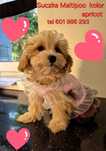 Maltipoo suczka gotowa do nowego domku