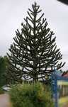 Araucaria chilijska, drzewko choinka, małpie drzewo