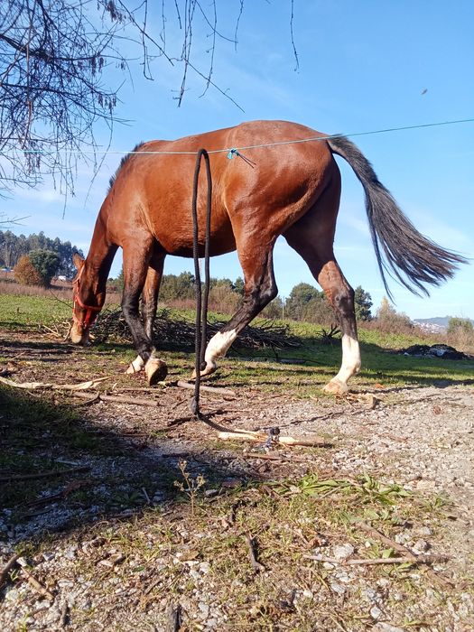 Poldra pura lusitana 3 anos