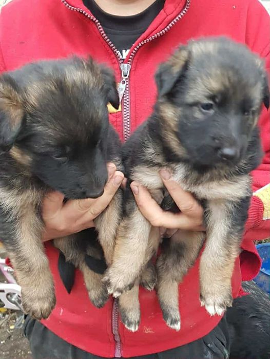 В продажі щенята Німецької Вівчарки