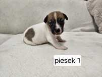 Piesek Jack Russell terrier
