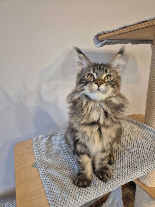 Sprzedam kotkę czarną Maine Coon
