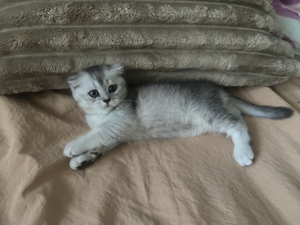 Продам шотландских котят