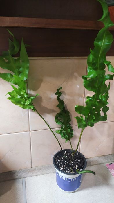 Продам папоротники