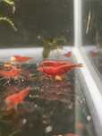 Neocaridinas Red Cherry
