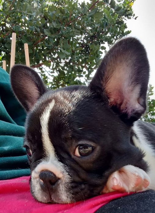 Bulldog Francês Fêmea