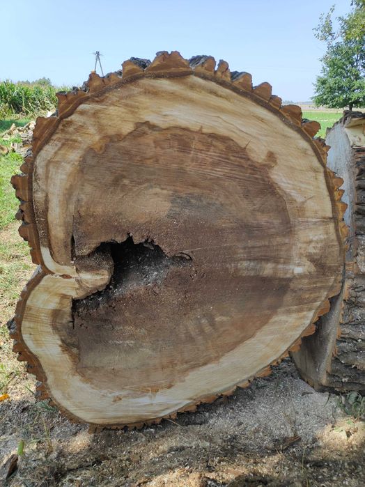 Plaster drewna Topola 1m, stół, meble, zegar, stół ogrodowy.